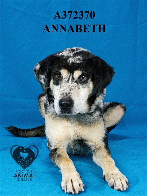 ANNABETH - Catahoula Leopard Dog available for adoption