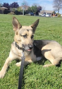 RILEY - Photo 1