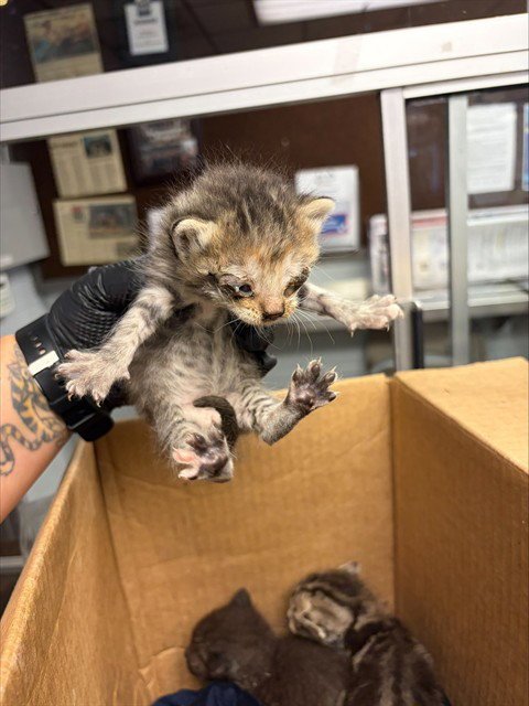TAWNIE - Domestic Short Hair available for adoption