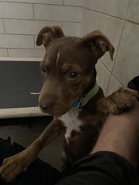 MOCHA - Photo 1
