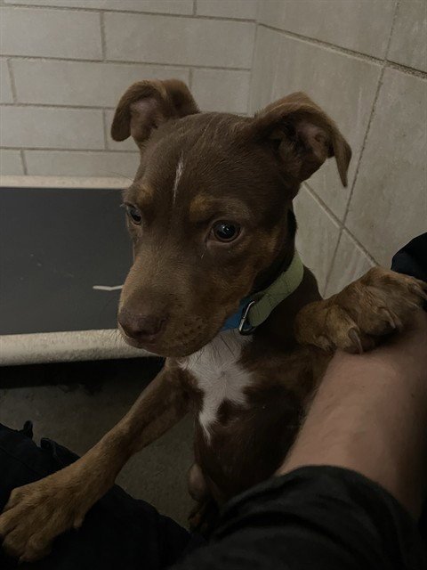 MOCHA - Pit Bull Terrier available for adoption