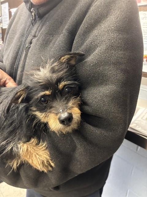 A372023 - Terrier available for adoption