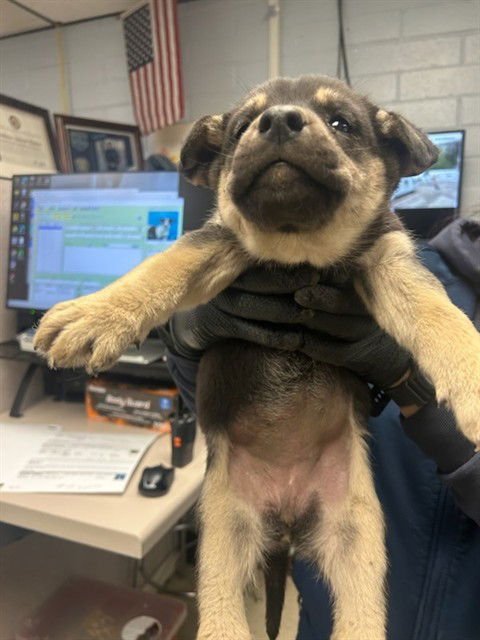 VIVIAN - German Shepherd Dog available for adoption