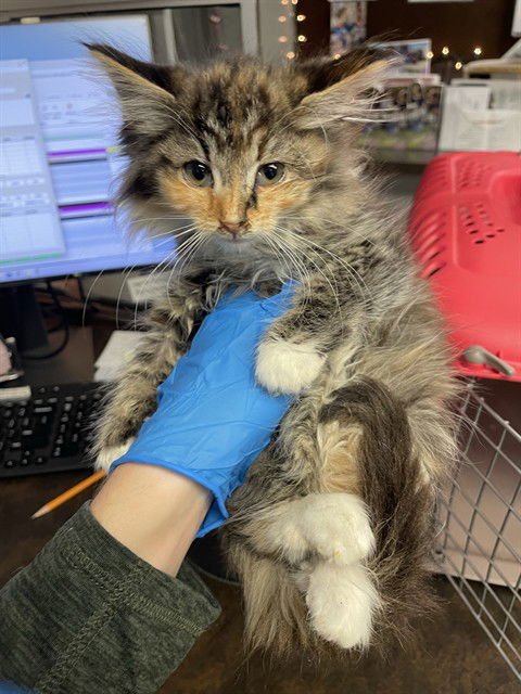 BRITTNEY - Domestic Long Hair available for adoption