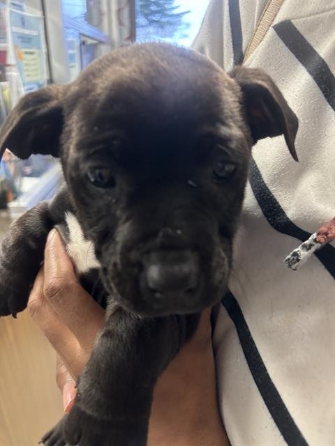 A371025 - Labrador Retriever available for adoption