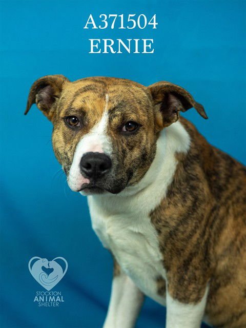 ERNIE - Terrier for adoption in Stockton