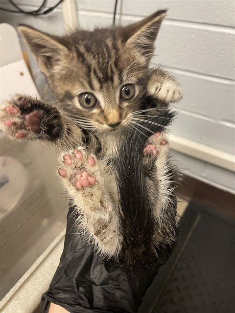 SCOOTER - Domestic Short Hair available for adoption