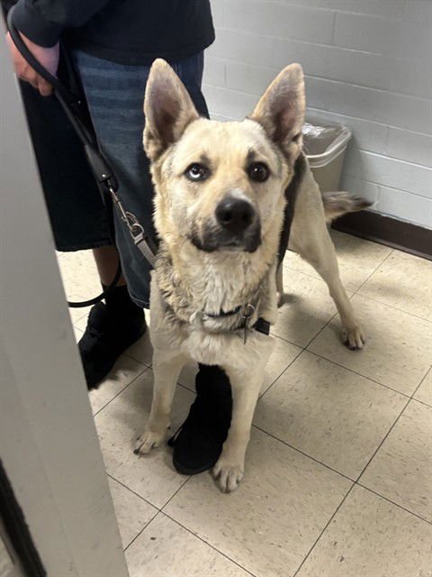 KAI - German Shepherd Dog available for adoption