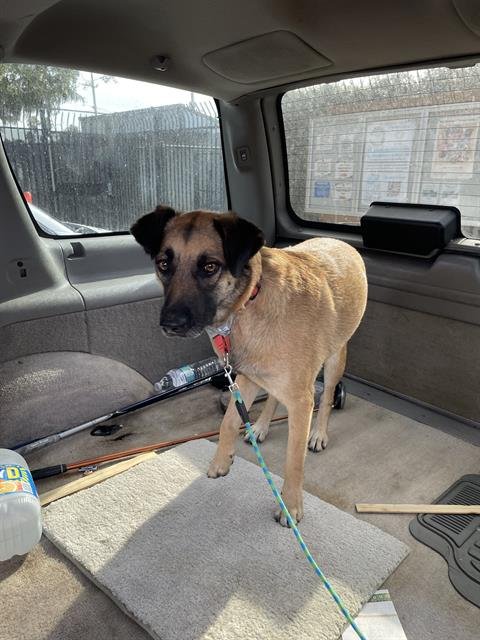 LUCKY - German Shepherd Dog available for adoption