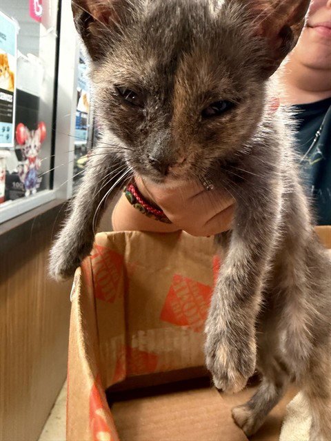 SKITTLES - Domestic Short Hair available for adoption