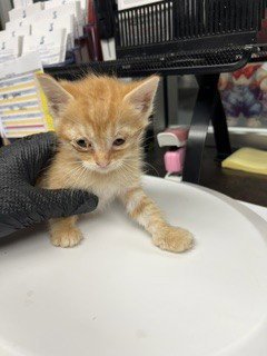 MOOSE - Domestic Short Hair available for adoption