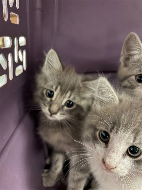 A378976 - Domestic Short Hair available for adoption