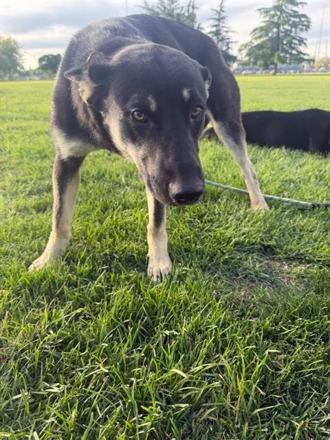 A375579 - German Shepherd Dog / Australian Cattle Dog/Blue Heeler available for adoption