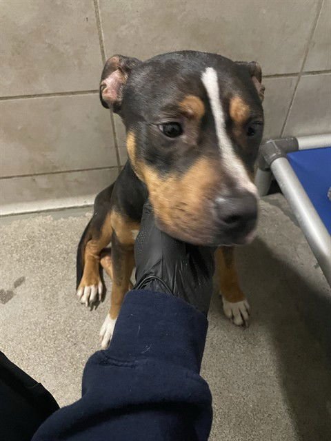 BODEGA - Pit Bull Terrier available for adoption