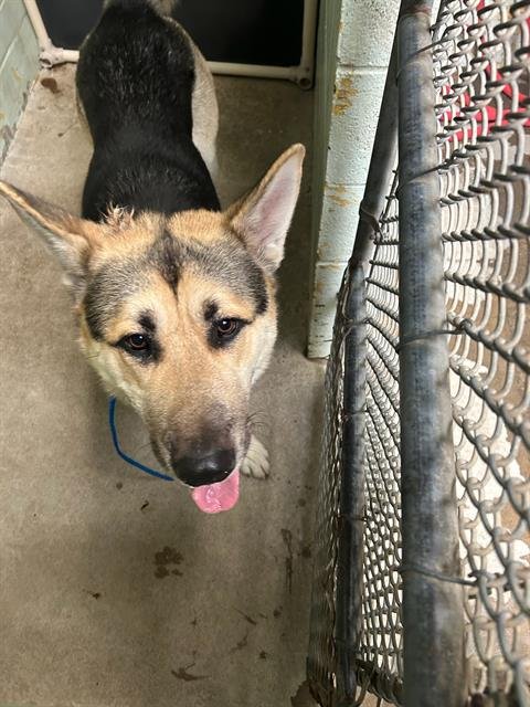 PO - German Shepherd Dog available for adoption