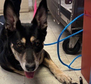 WENDY - German Shepherd Dog available for adoption