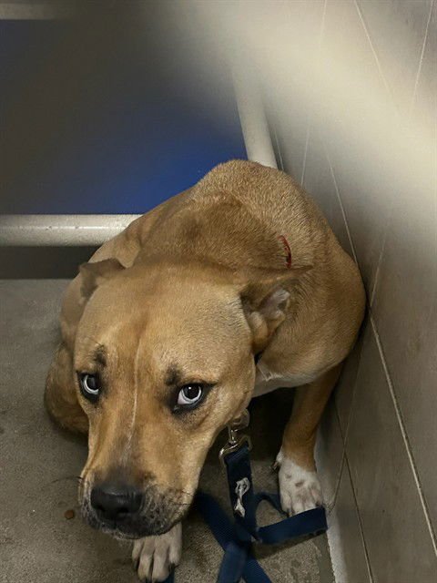 PIPER - Pit Bull Terrier / Siberian Husky available for adoption