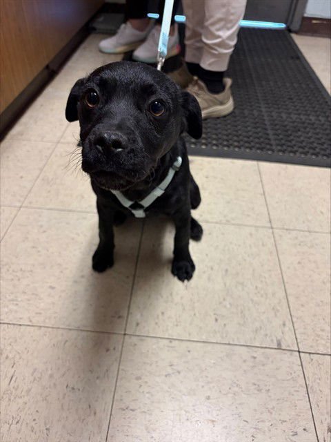 SCOOBY - Terrier available for adoption