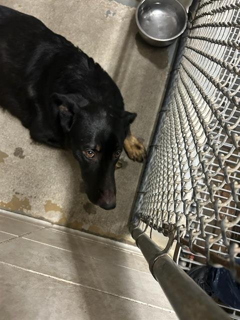 BRUCE - German Shepherd Dog available for adoption