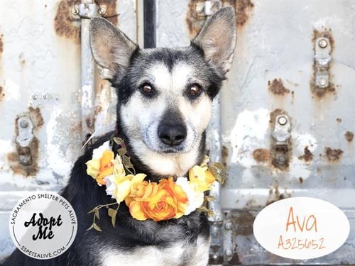 AVA - German Shepherd Dog available for adoption