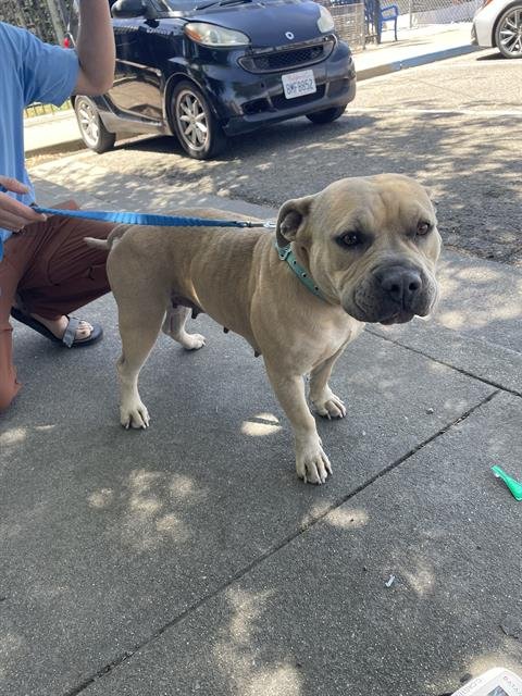 RANDY - Pit Bull Terrier available for adoption