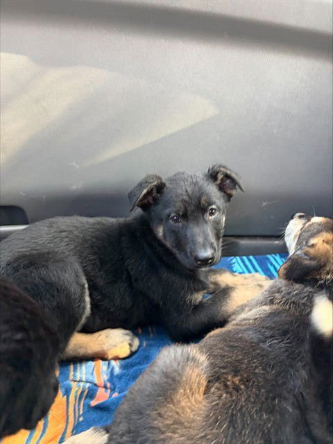 LOLA BUNNY - German Shepherd Dog available for adoption