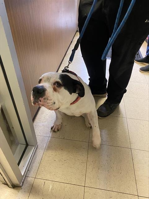 BEAR - Bulldog available for adoption