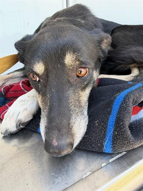 LEMONADE - Australian Shepherd / Labrador Retriever available for adoption
