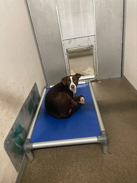 FLYNN - Border Collie available for adoption
