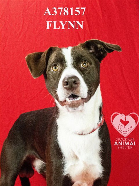 FLYNN - Border Collie available for adoption