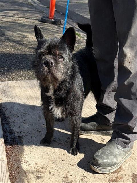 A372123 - French Bulldog available for adoption