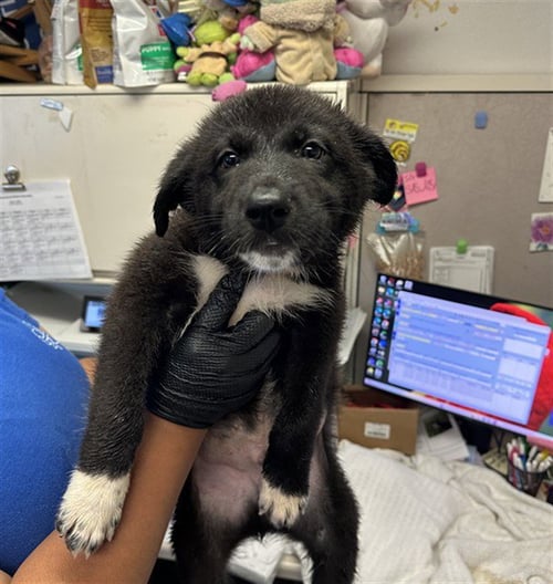 YOSHI - German Shepherd Dog available for adoption