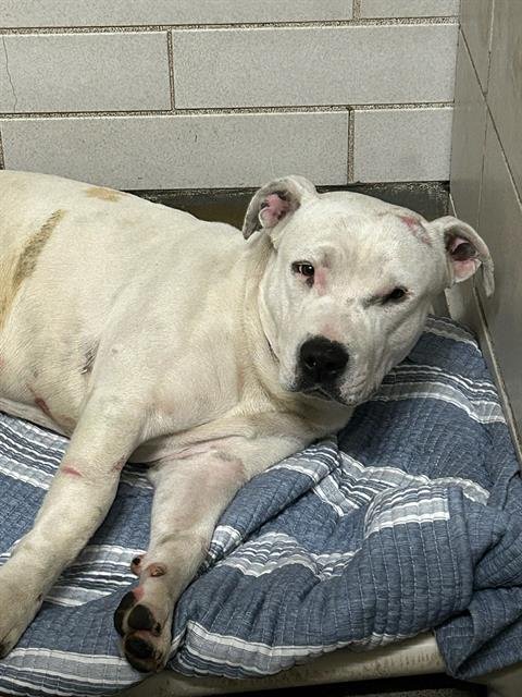 ABOMINABLE SNOWMAN - Pit Bull Terrier available for adoption