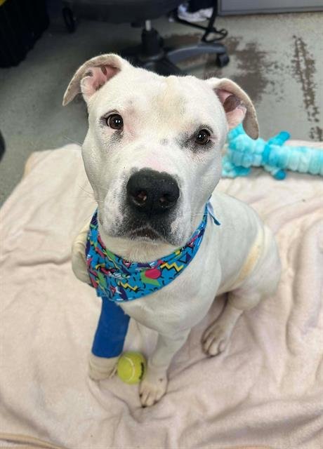 ABOMINABLE SNOWMAN - Pit Bull Terrier available for adoption