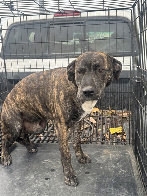 STUBBY - Pit Bull Terrier available for adoption