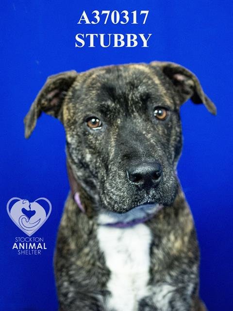STUBBY - Pit Bull Terrier available for adoption