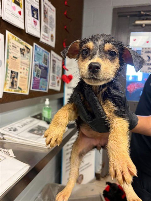 ROSIE - German Shepherd Dog available for adoption