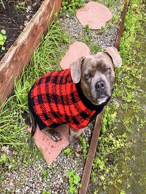 SADIE - Staffordshire Bull Terrier available for adoption