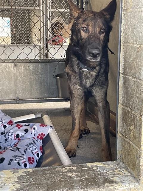 CAIRO - German Shepherd Dog available for adoption
