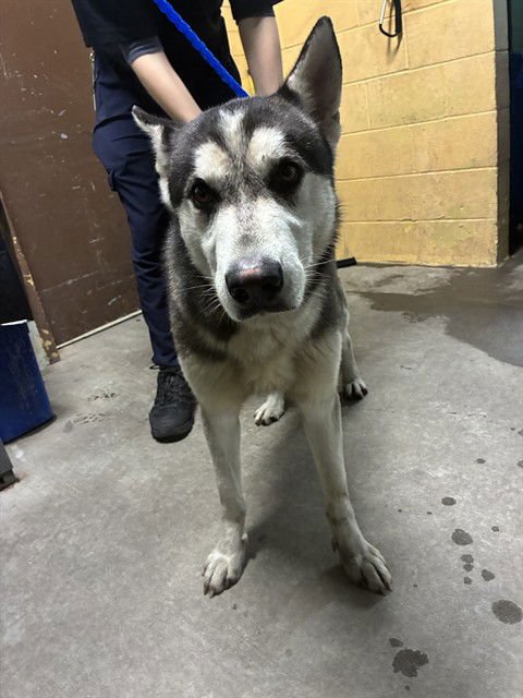 MONTY - Siberian Husky available for adoption