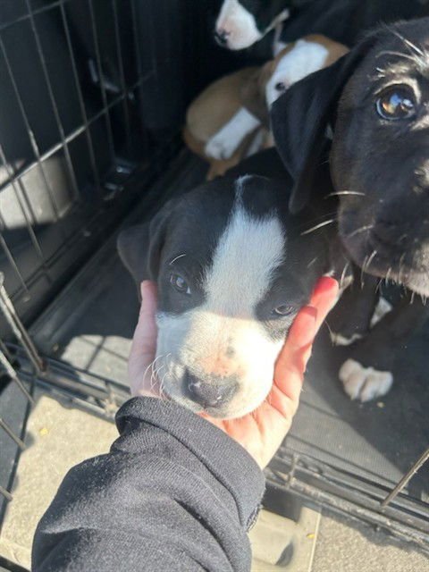 TROPHY - Beagle / Labrador Retriever available for adoption