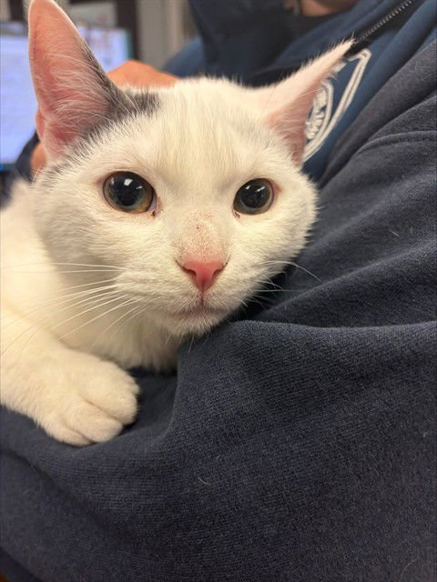 ALEX - Domestic Short Hair available for adoption