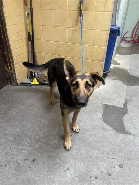 MARIETTA - German Shepherd Dog available for adoption