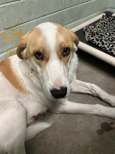 ASHLEY - Labrador Retriever / Beagle available for adoption