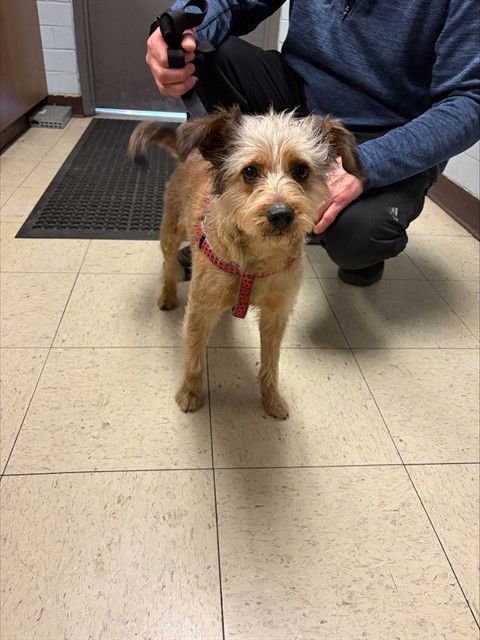 CHOCO - Terrier available for adoption