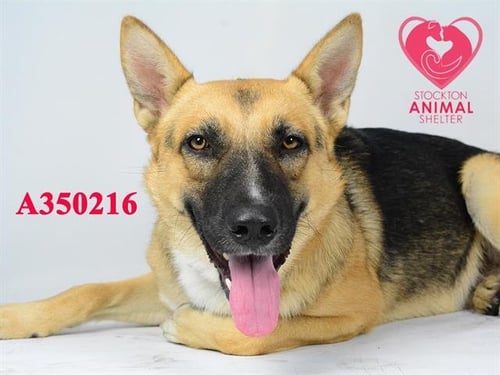 DAWSON - German Shepherd Dog available for adoption
