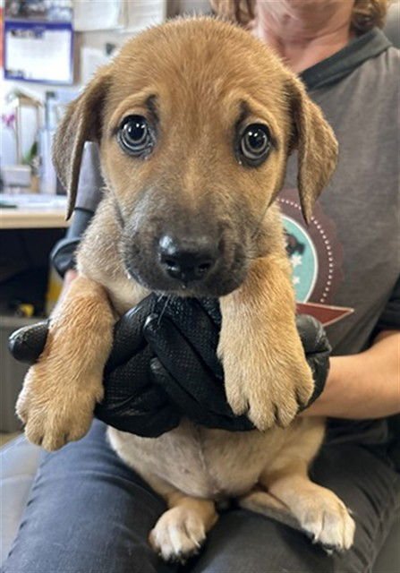 A370122 - Terrier available for adoption