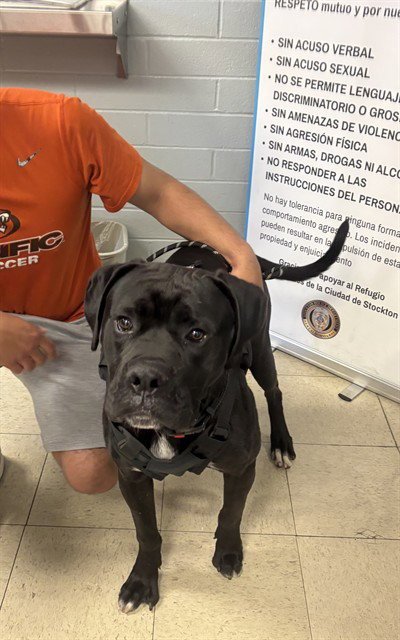 A373715 - Labrador Retriever available for adoption