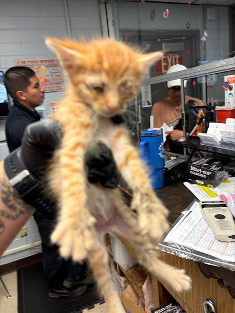 A377508 - Domestic Short Hair available for adoption