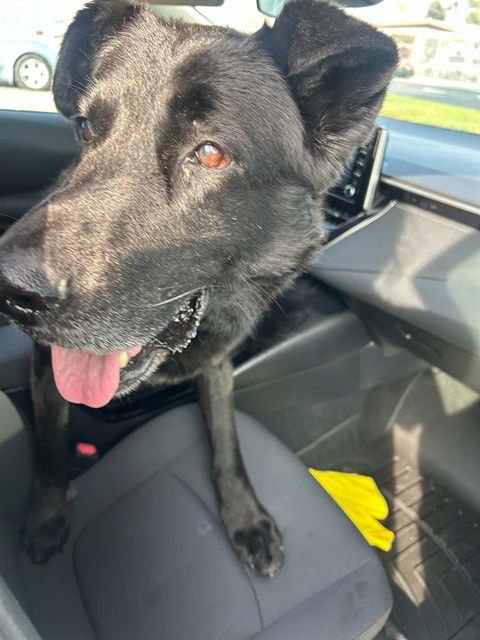 FRANKIE STEIN - German Shepherd Dog / Black and Tan Coonhound available for adoption